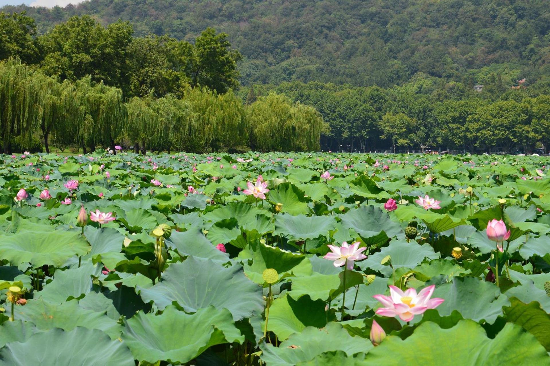 Nost Algia S Hotel In The West Lake Scenic Area-,Lingyin Temple, Leifeng Tower, Children'S Playground, Free Night Snack, Free Laundry, English Communication Well, Free Travel Advice Hangzhou Exteriör bild